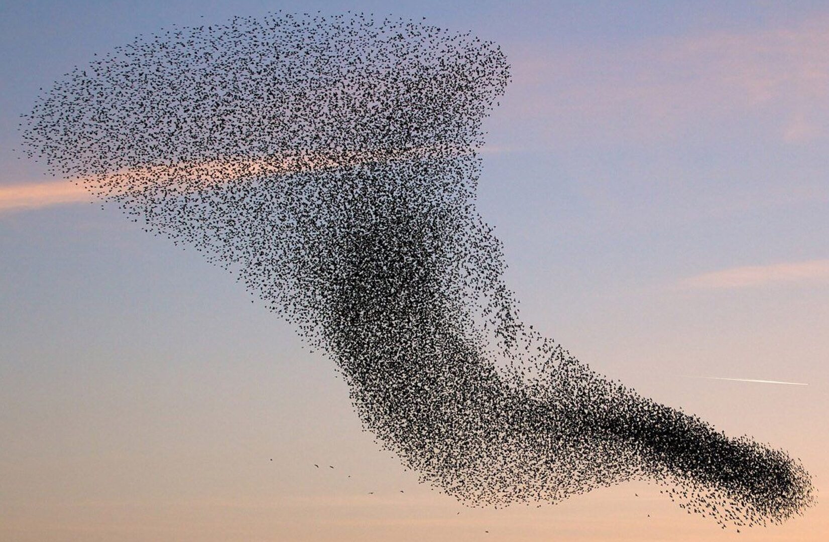 Vogels vliegen in samenspel